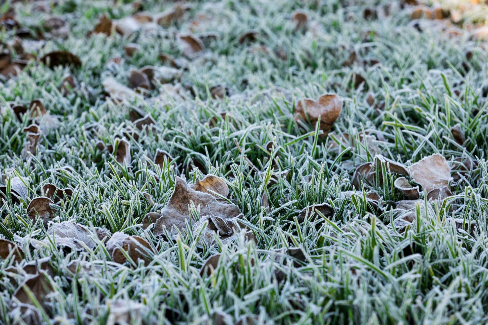 Cold weather frost on the ground
