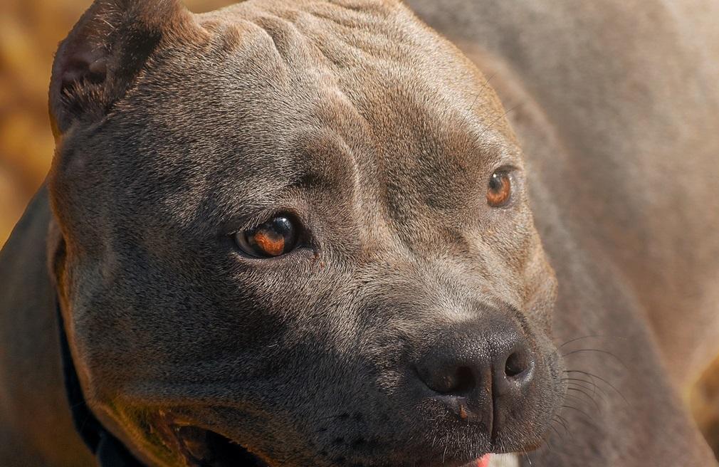 Newham Animal Welfare team working with Met Police to keep residents ...