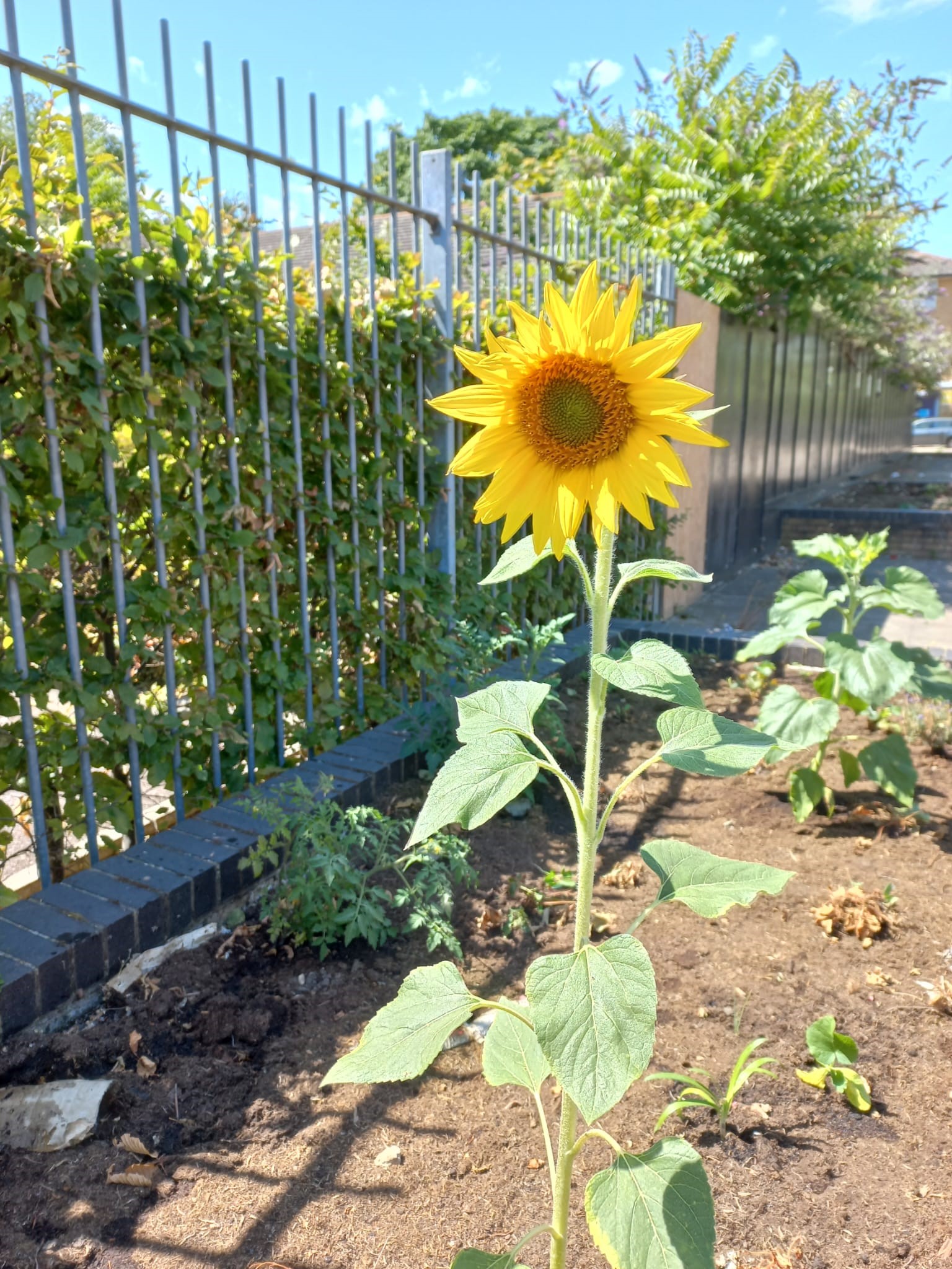 Sunflower from free planting project run by beckton community projects